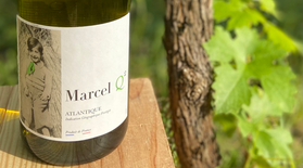 Vin de Pays Blanc Atlantique – "Marcel Q"